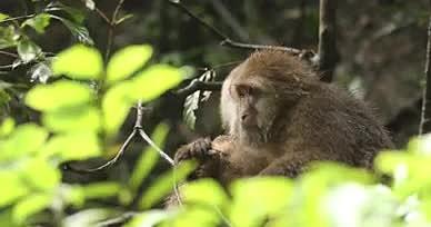 大自然树林猴子动物树林视频的预览图